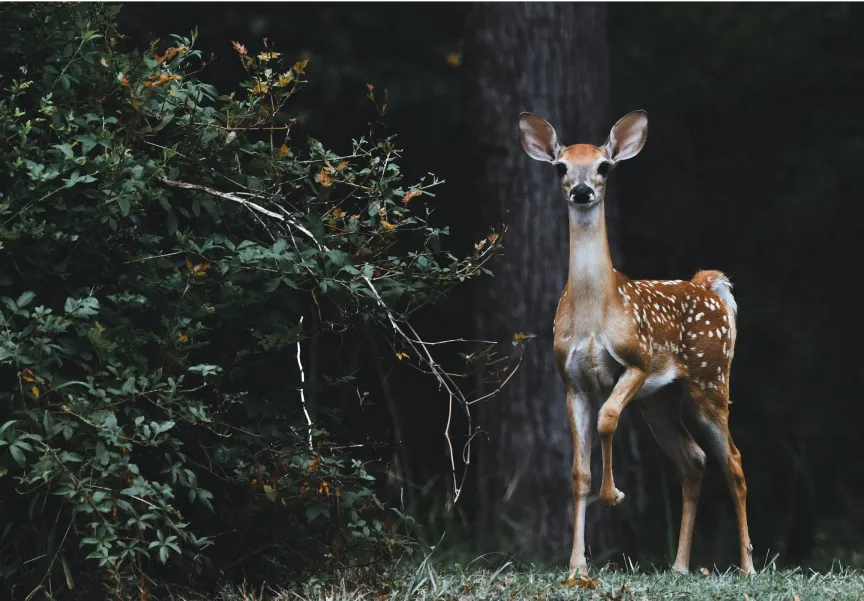 A white-tailed deer fawn standing alert at the edge of dark woodland