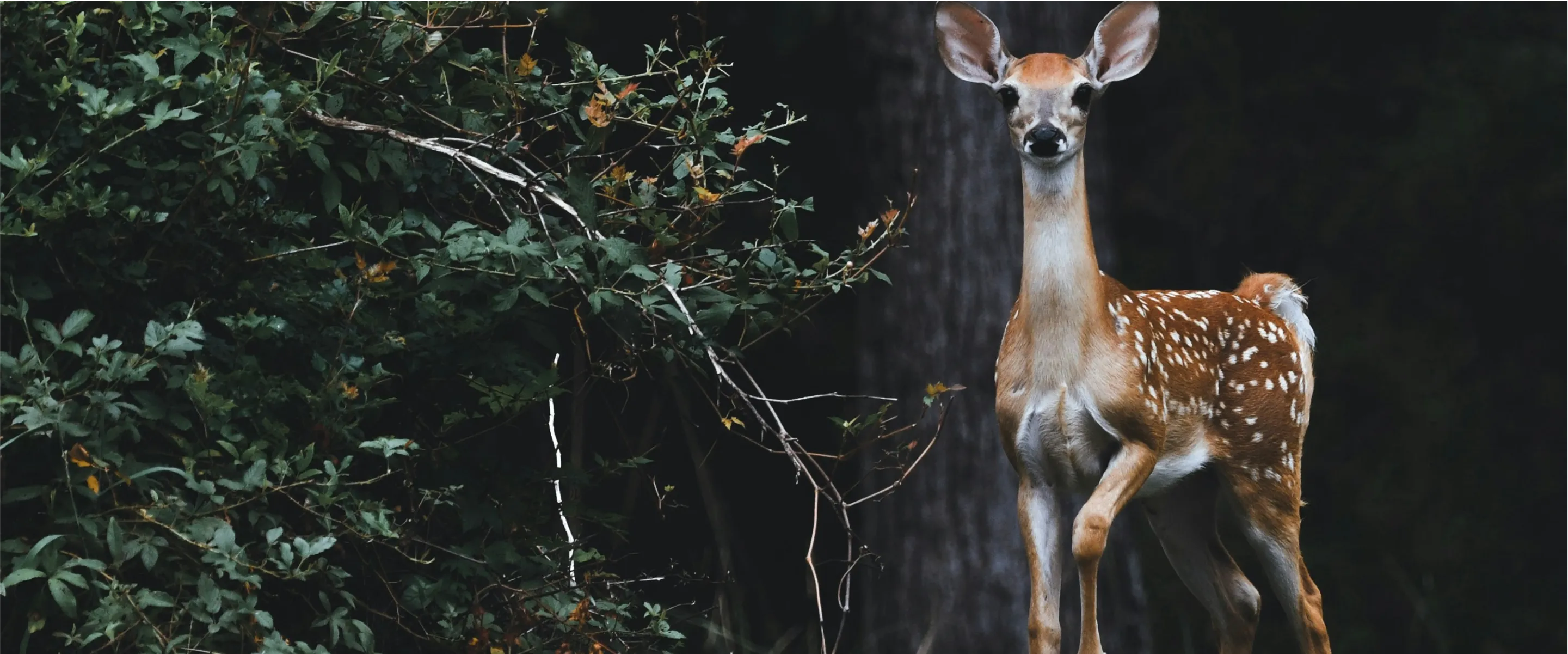 A white-tailed deer fawn standing alert at the edge of dark woodland