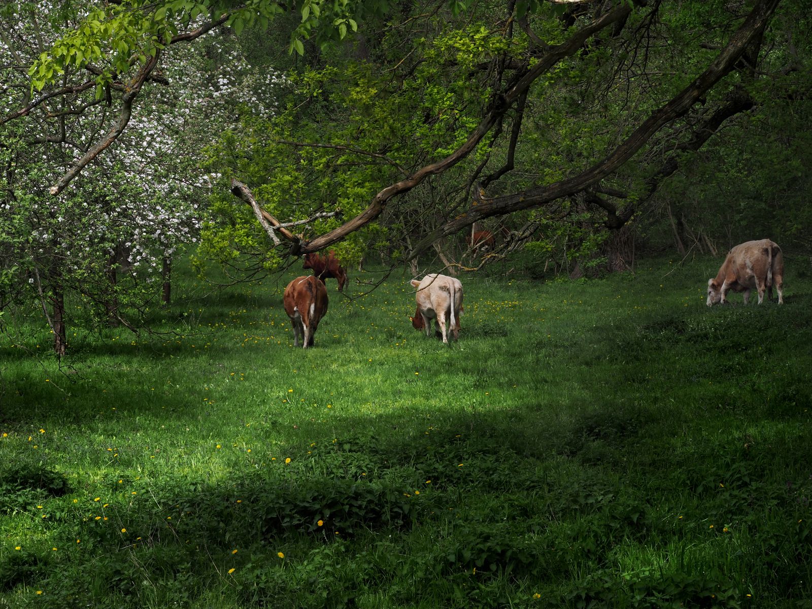 Cattle grazing beneath a mix of mature and flowering trees in a silvopasture system