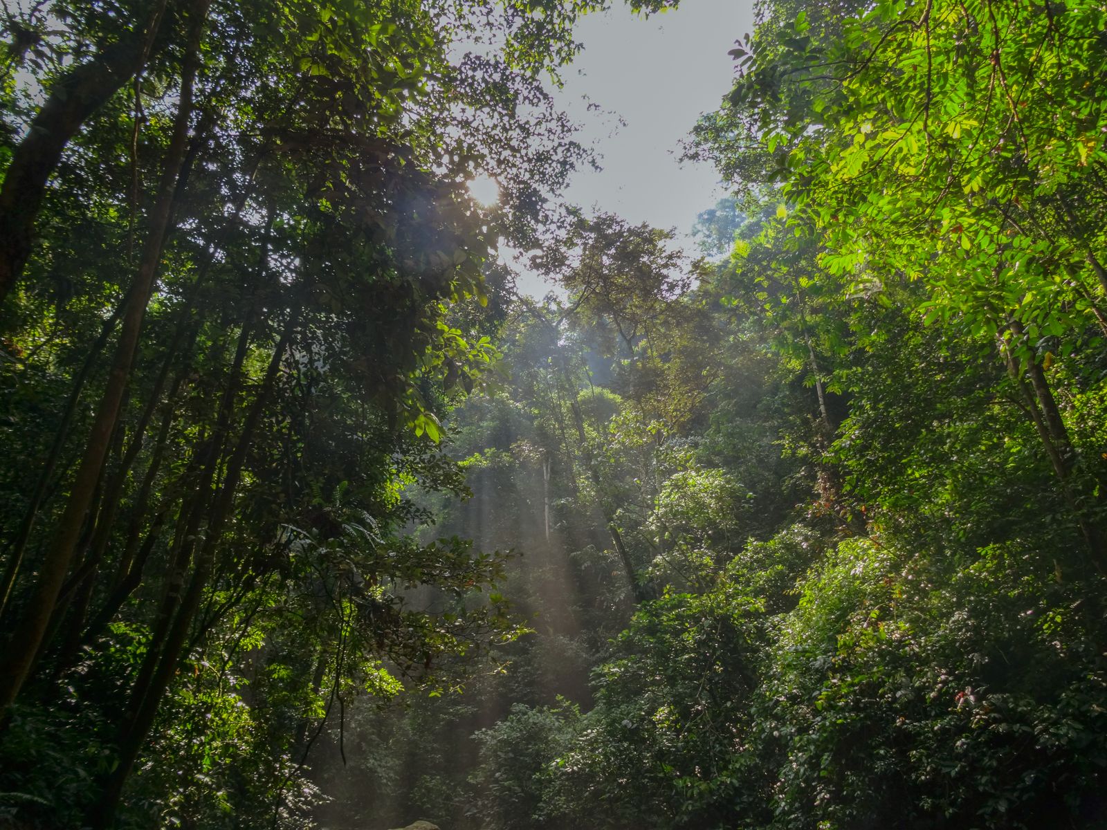 Sunlight streaming through a dense, multi-layered rainforest canopy