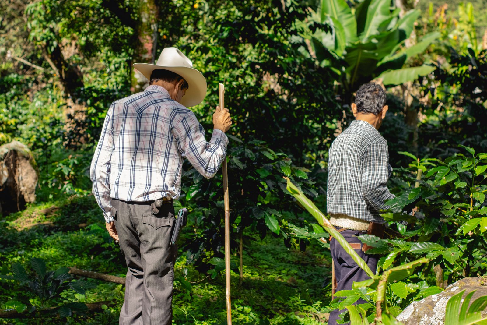 Two farmers, seen from behind, tending crops among coffee, banana and shade trees in an agroforestry system