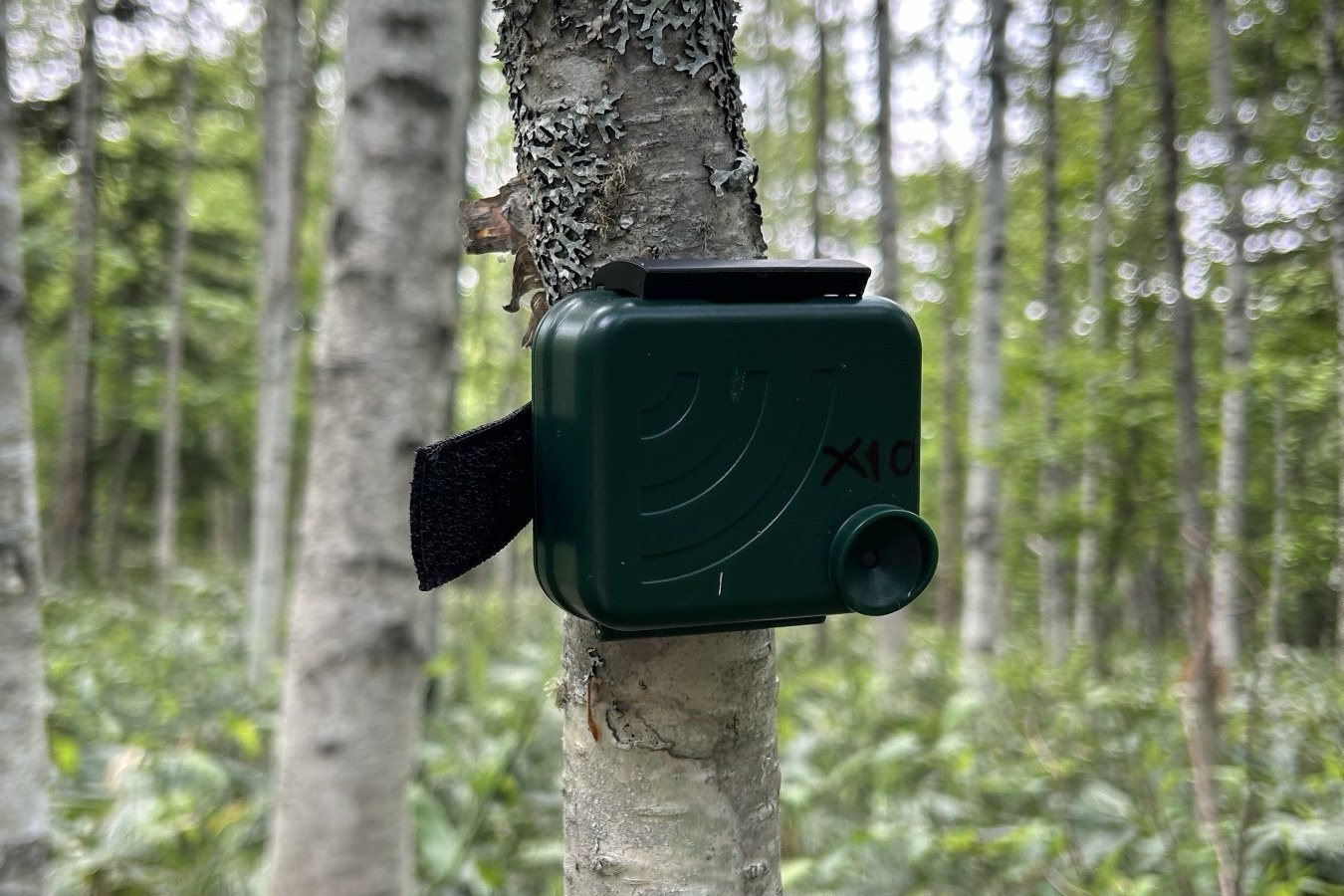 A green acoustic recorder strapped to the trunk of a birch tree in a forest