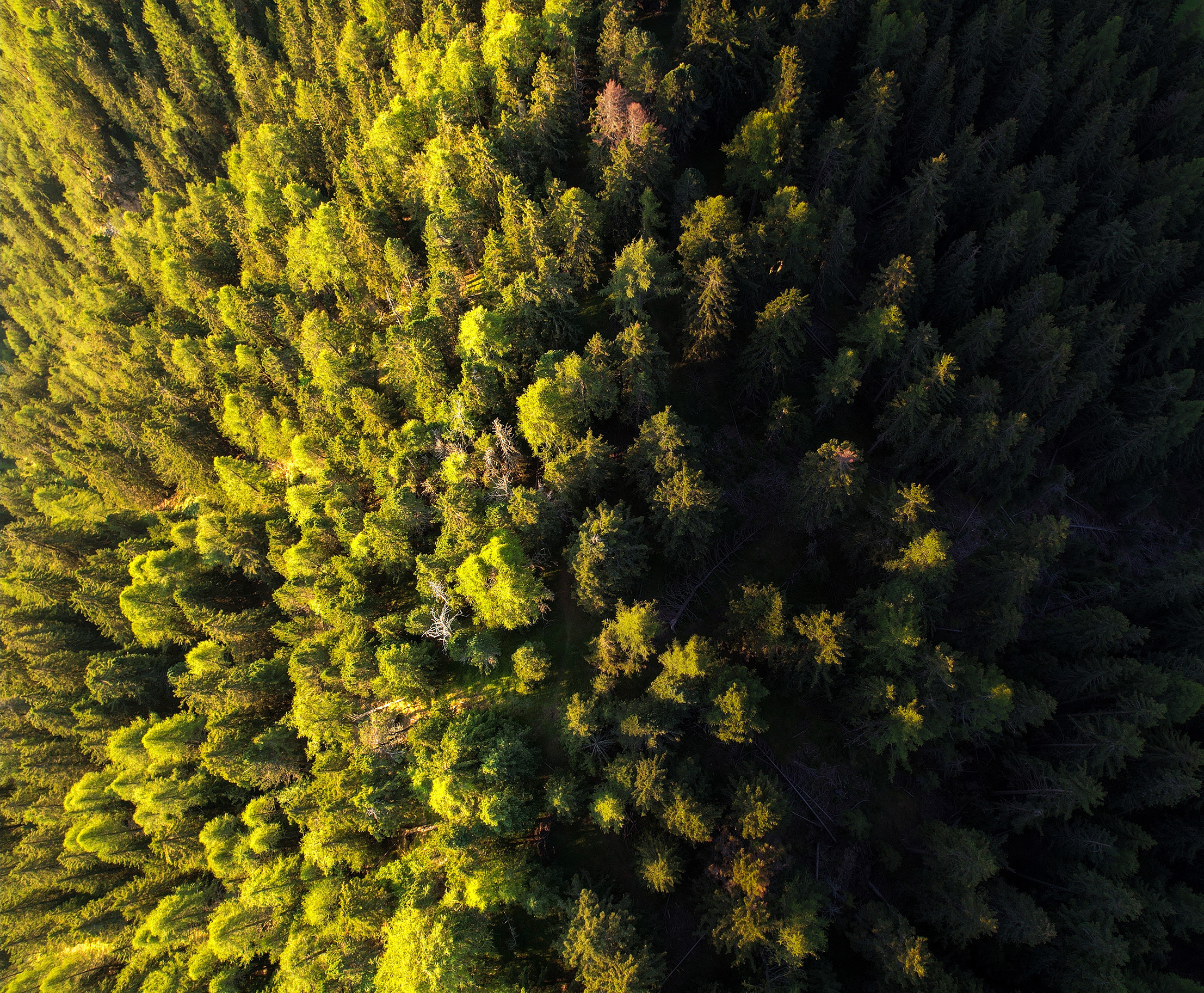 The Game Marketer Plant 310 plants through Ecologi