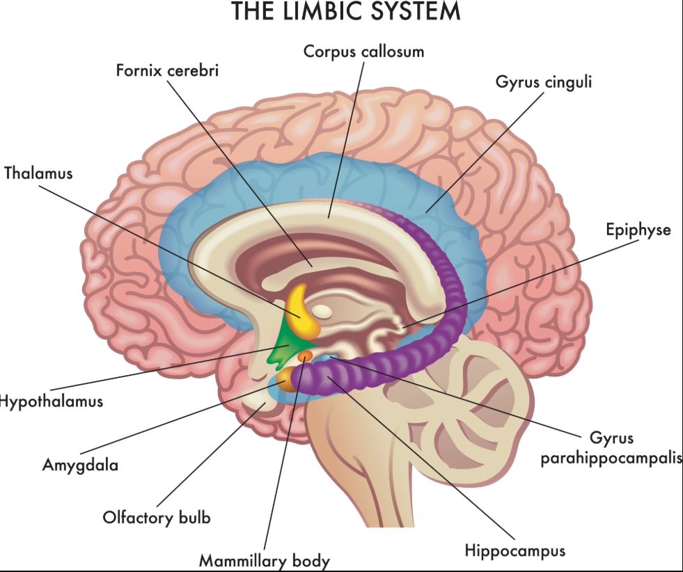 A labeled diagram of the human brain highlighting the limbic system. It shows structures including the thalamus, hypothalamus, olfactory bulb, amygdala, mammillary body, hippocampus, gyrus parahippocampalis, epiphysis, gyrus cinguli, corpus callosum, and fornix cerebri. Each region is labeled with lines pointing to its location within the cross-section of the brain.