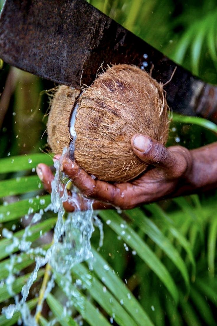 machete splitting coconut being held by person