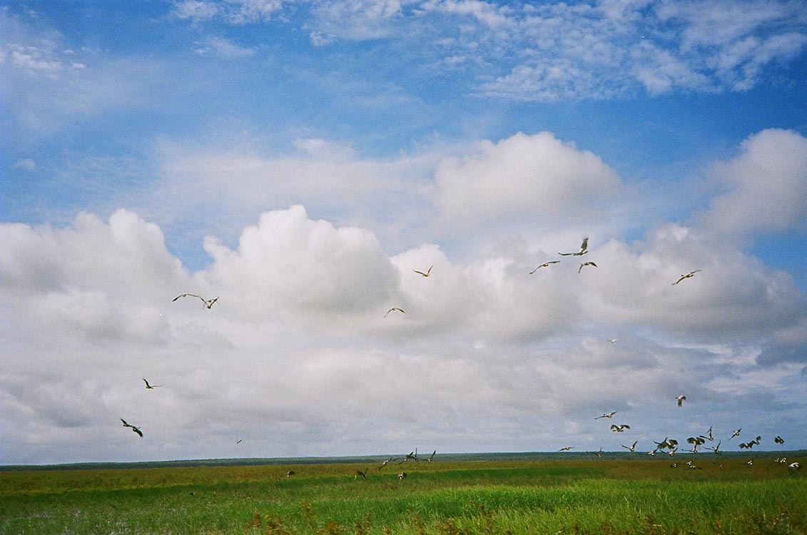 An image of a green grassy field with a blue sky and white clouds. Birds are sitting on the grass and flying in the sky.