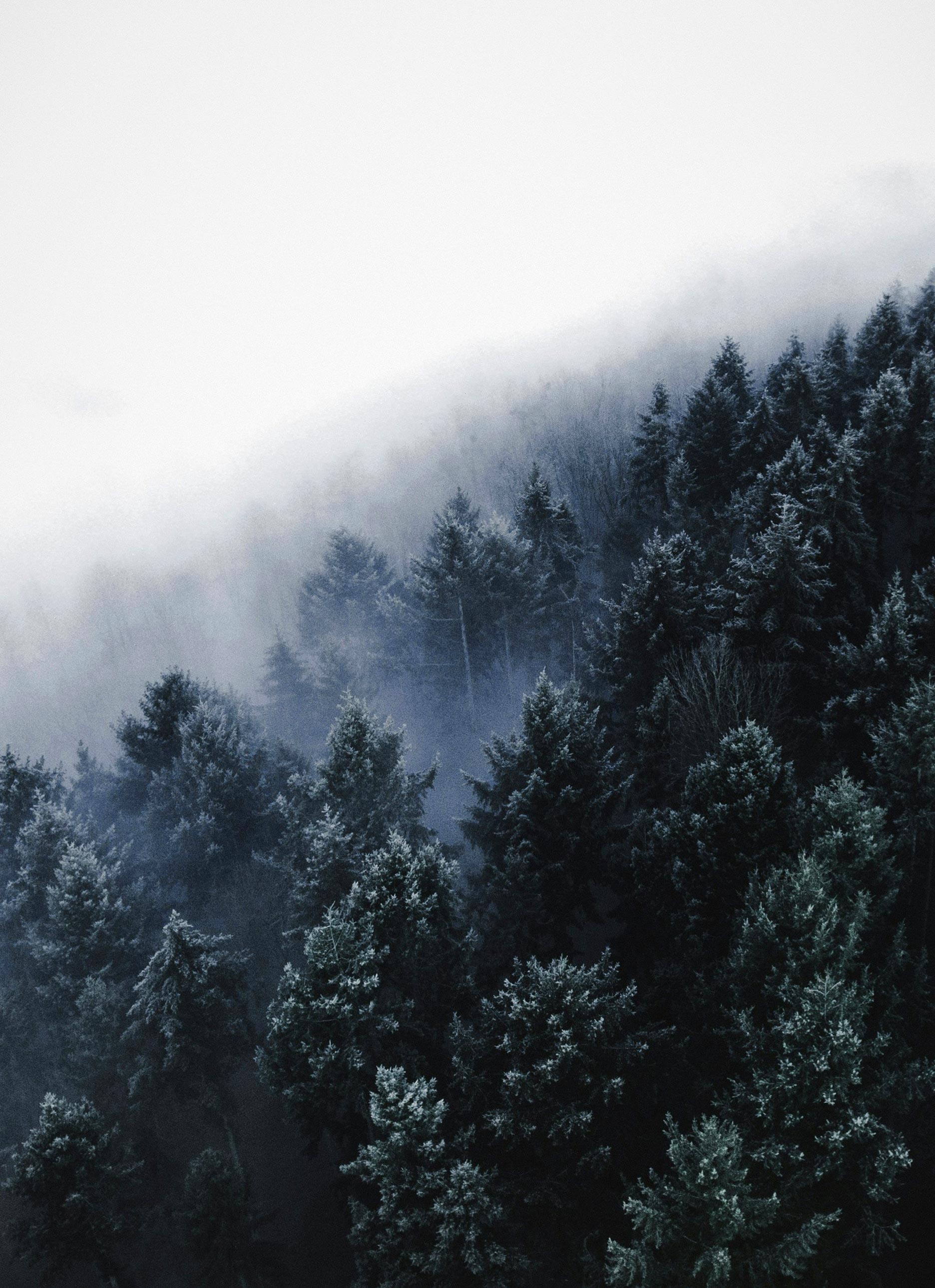 A bird's eye view of a misty forest. The dark green pine trees spread as far as the eye can see, entangled with mist.