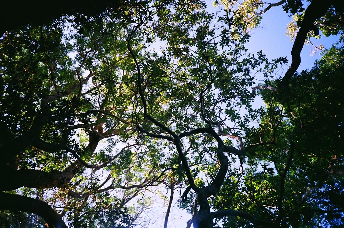 An image taken from the ground, looking upward into the tree canopy.