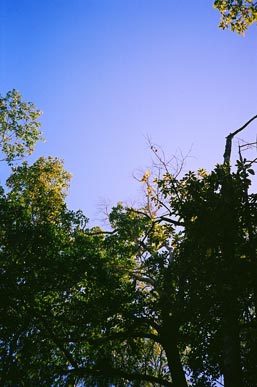 An image of a beautiful blue/purple sky, with trees against the colour.