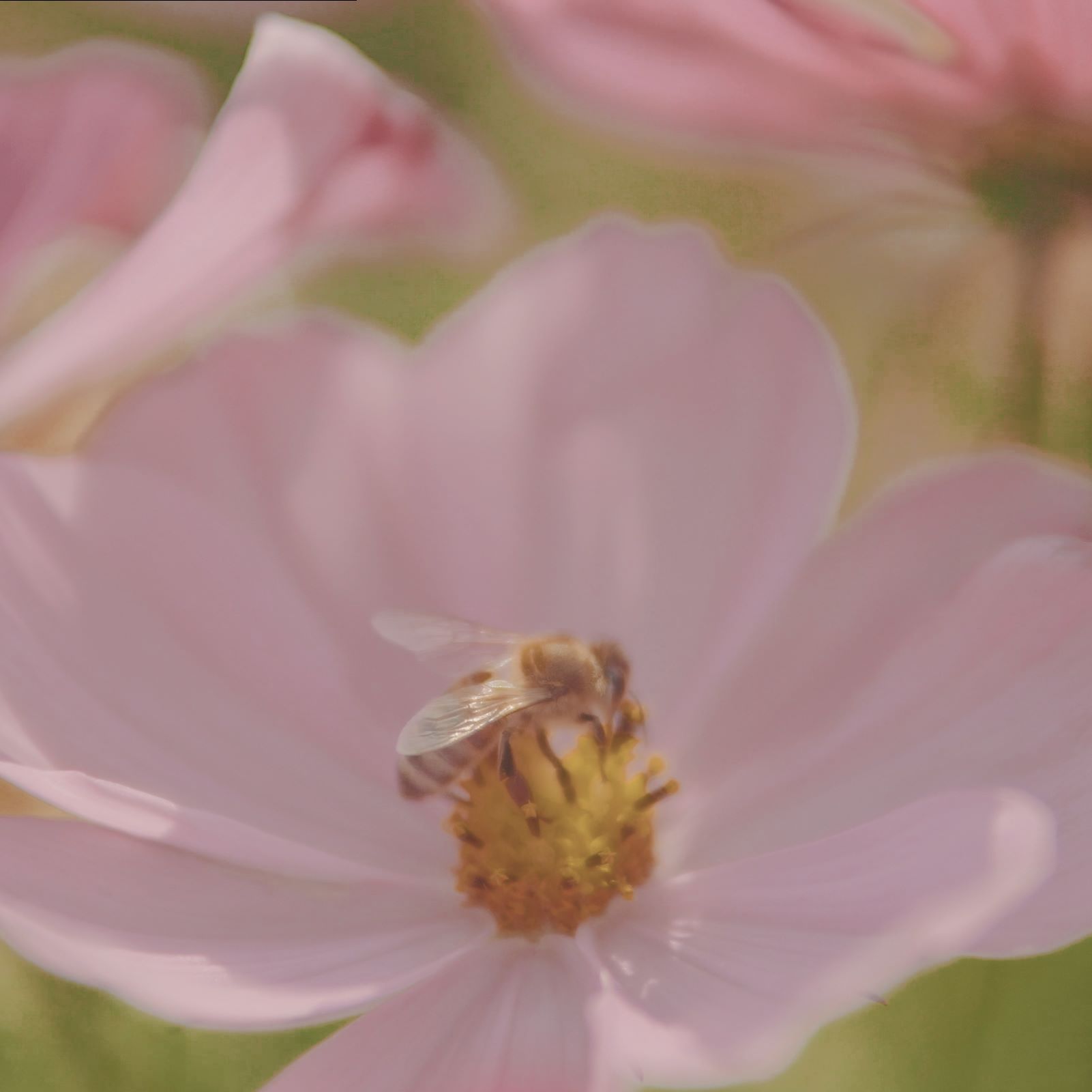 Close Up Shot of a beatiful Flower and a Bee on Top of it