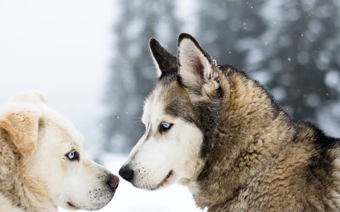 A close up of two sled dogs looking at each other in the snow