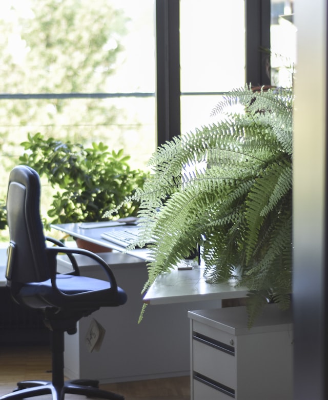 Espace de travail végétalisé