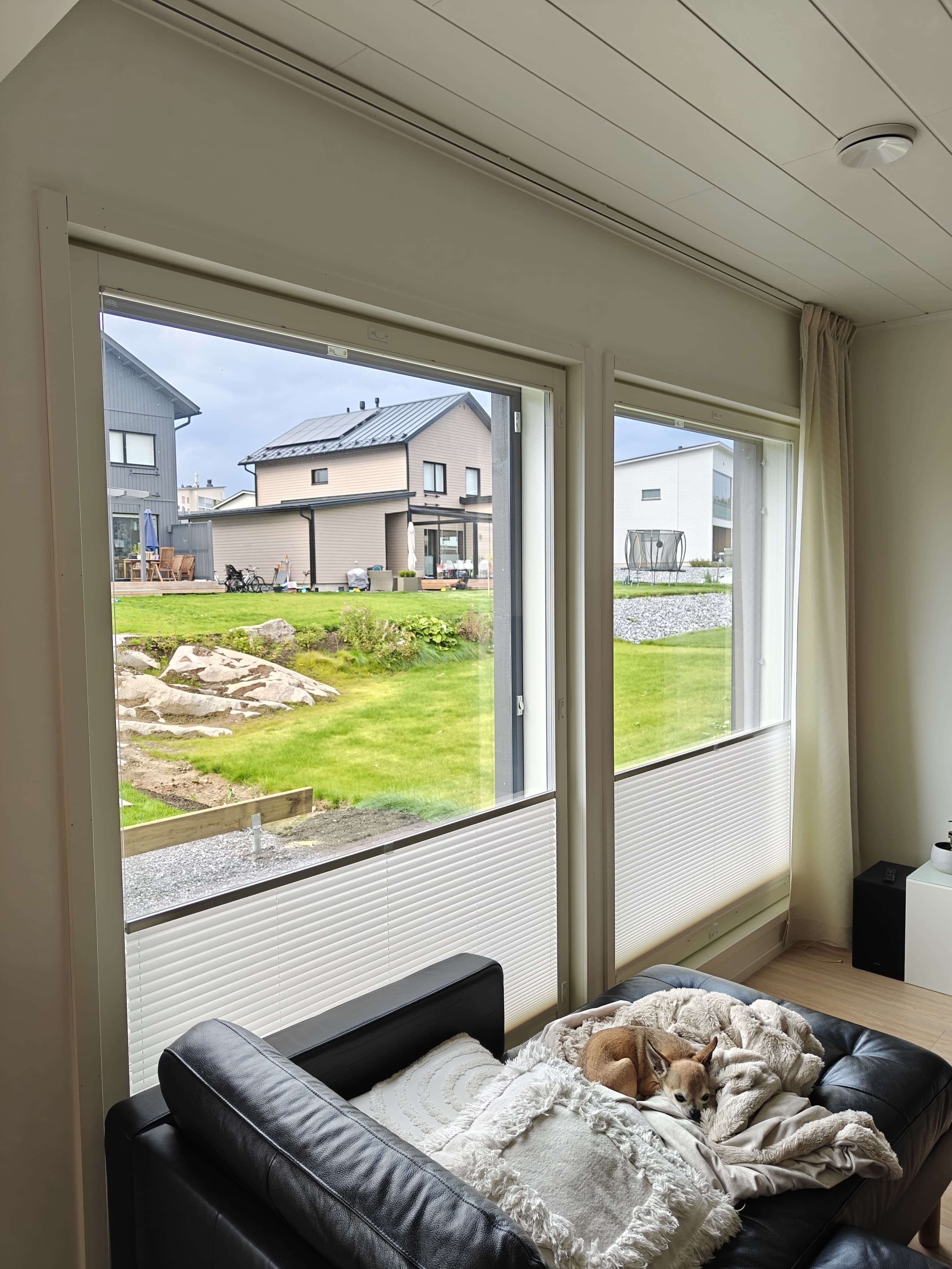 Pieni koira makaa mustalla nahkasohvalla vilttien ja tyynyn päällä suurten ikkunoiden edessä, jonka läpi näkyy nurmikkoa ja taloja.