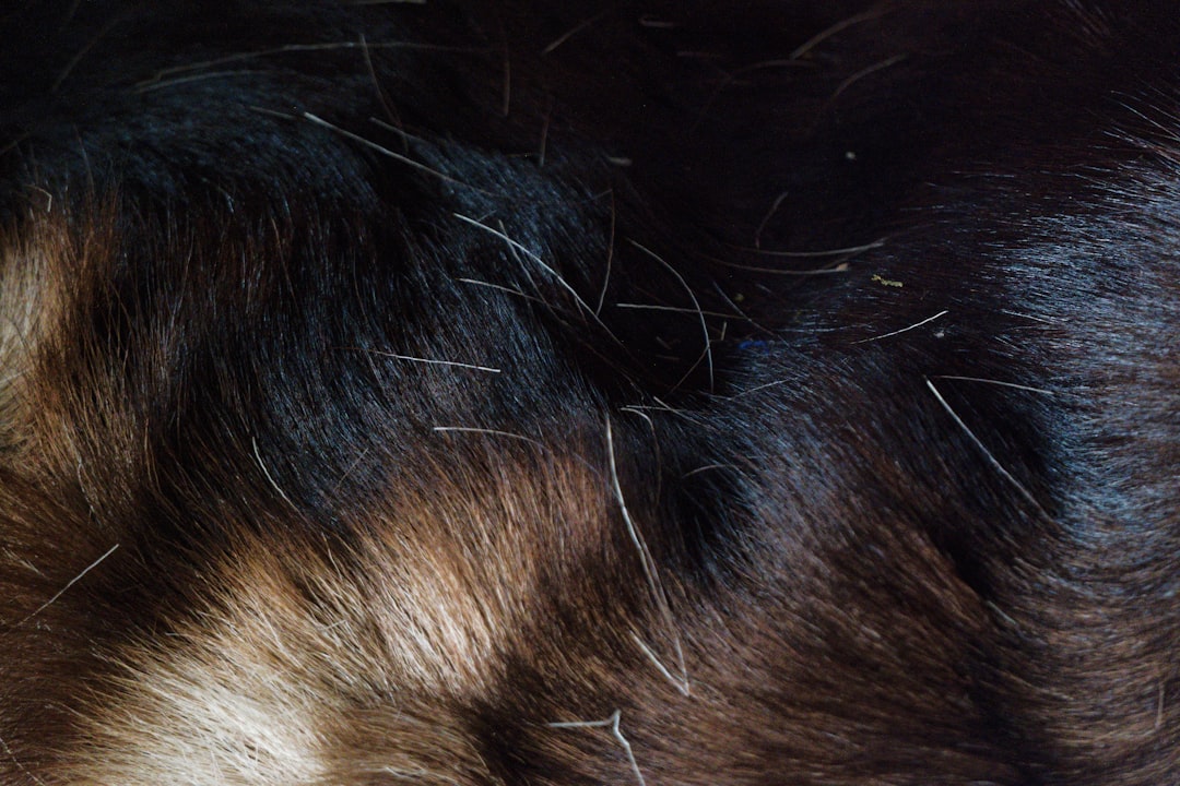 Pet hair and dander trapped in a pleated HVAC air filter - how often should you change your hvac air filter Pet hair and dander trapped in a pleated HVAC air filter - how often should you change your hvac air filter