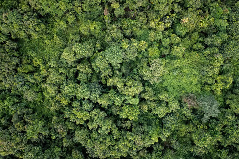 Green forest representing carbon reduction and eco-friendly geothermal energy Green forest representing carbon reduction and eco-friendly geothermal energy