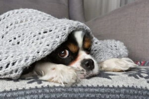 Cute dog sleeping