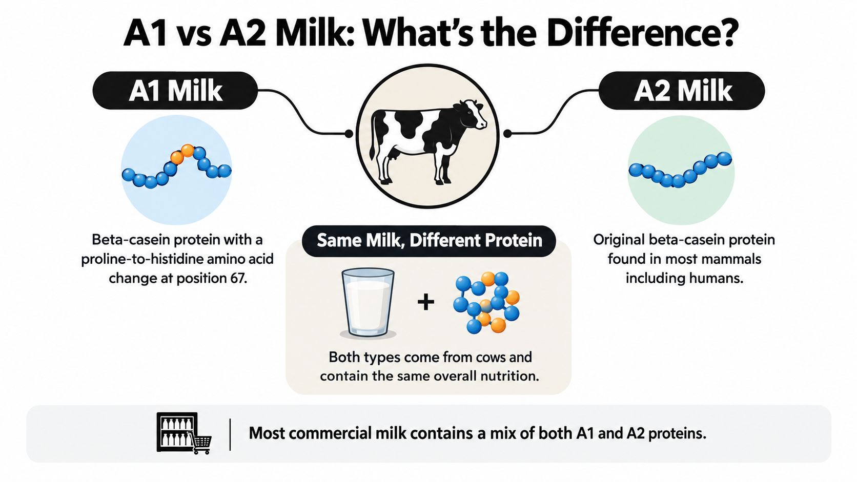 An infographic showing the structural difference between A1 and A2 milk proteins found in dairy cows.