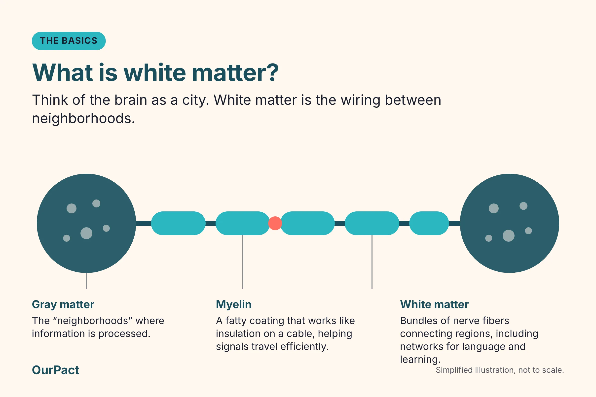 Simplified diagram of two brain regions linked by a nerve fiber wrapped in myelin, labeled gray matter, myelin, and white matter.
