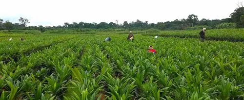 Flux in Cameroon: lowering fertilizer costs for a huge agricultural project