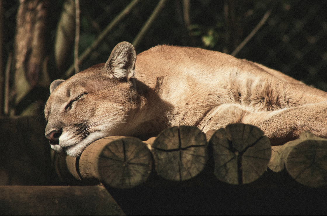 Wildlife Image