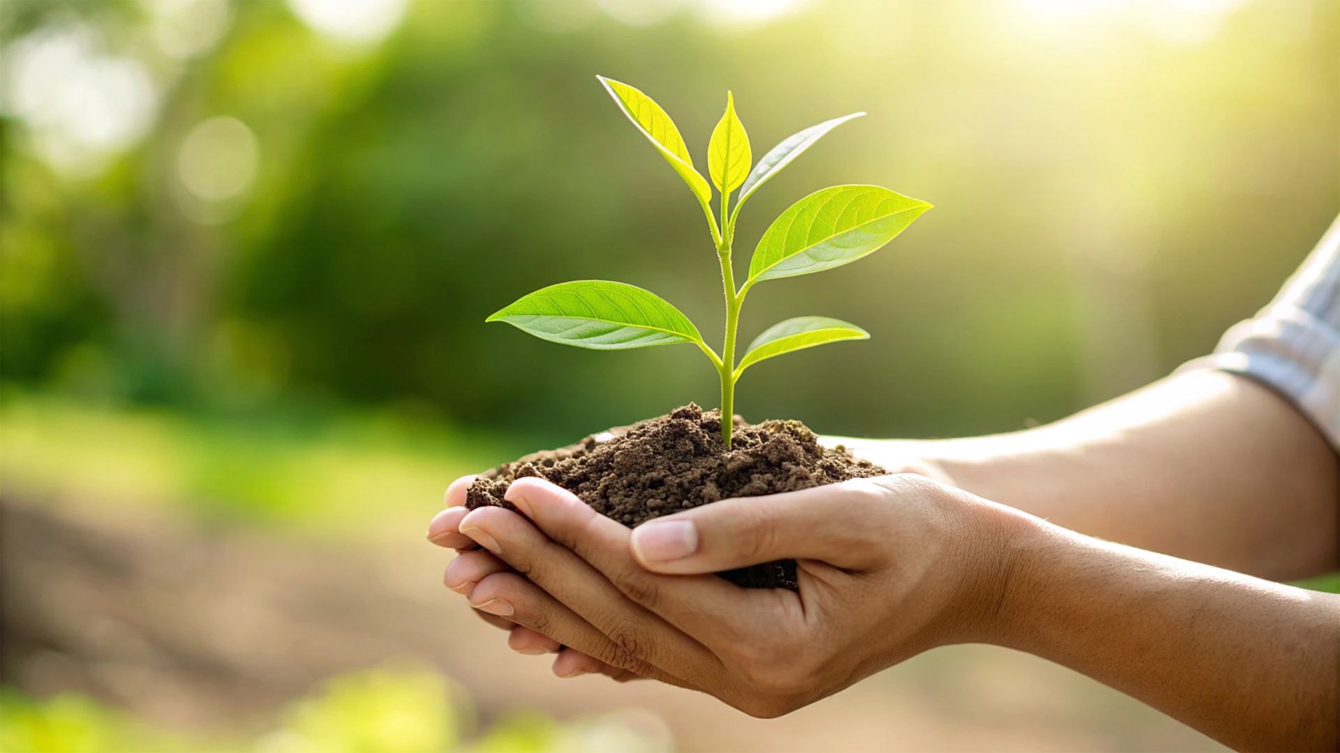Hands cradling a sapling in rich soil against a sunlit, blurred forest background, symbolizing environmental stewardship and sustainable growth under ISO 14001.