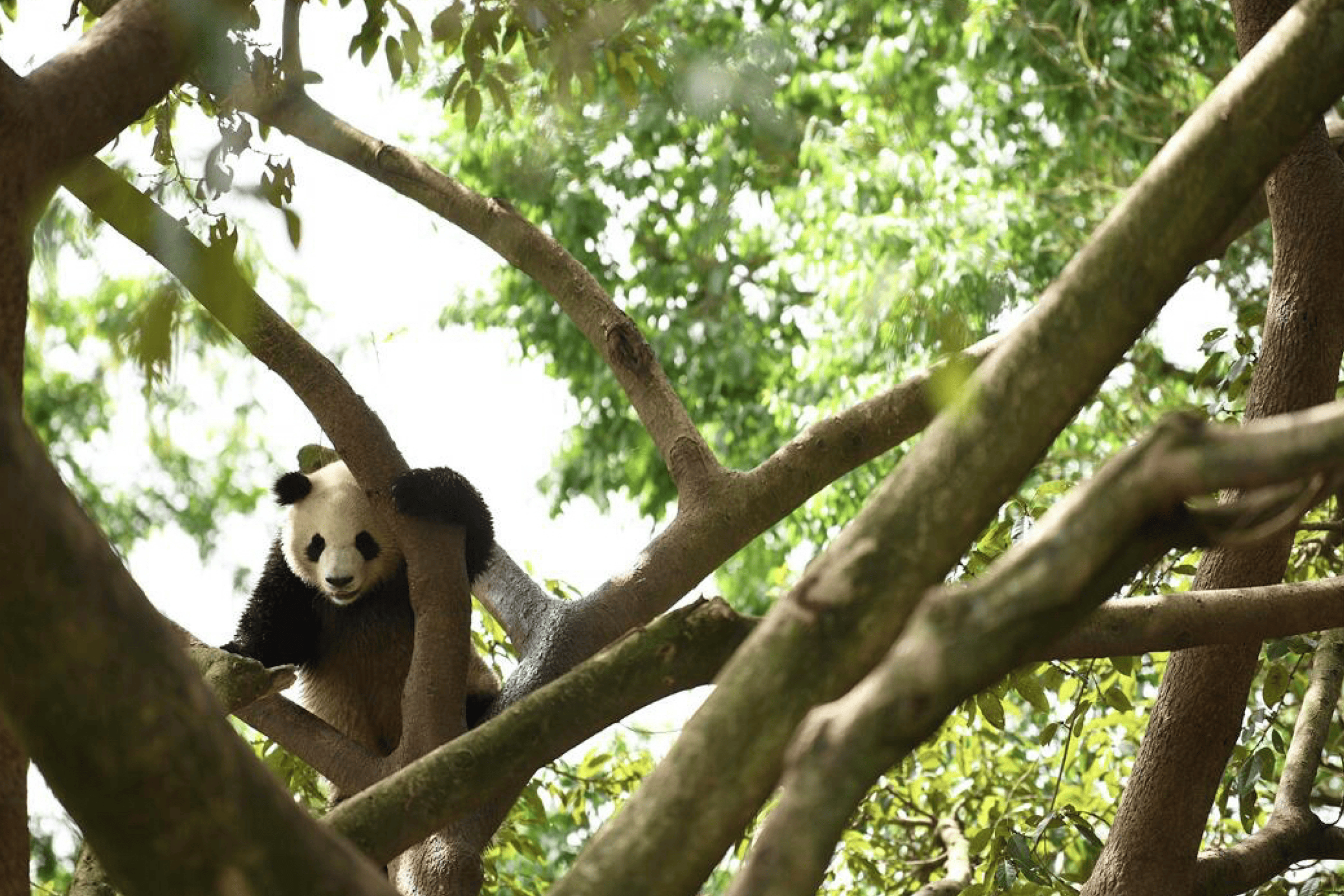 China Tours 2025 & 2026