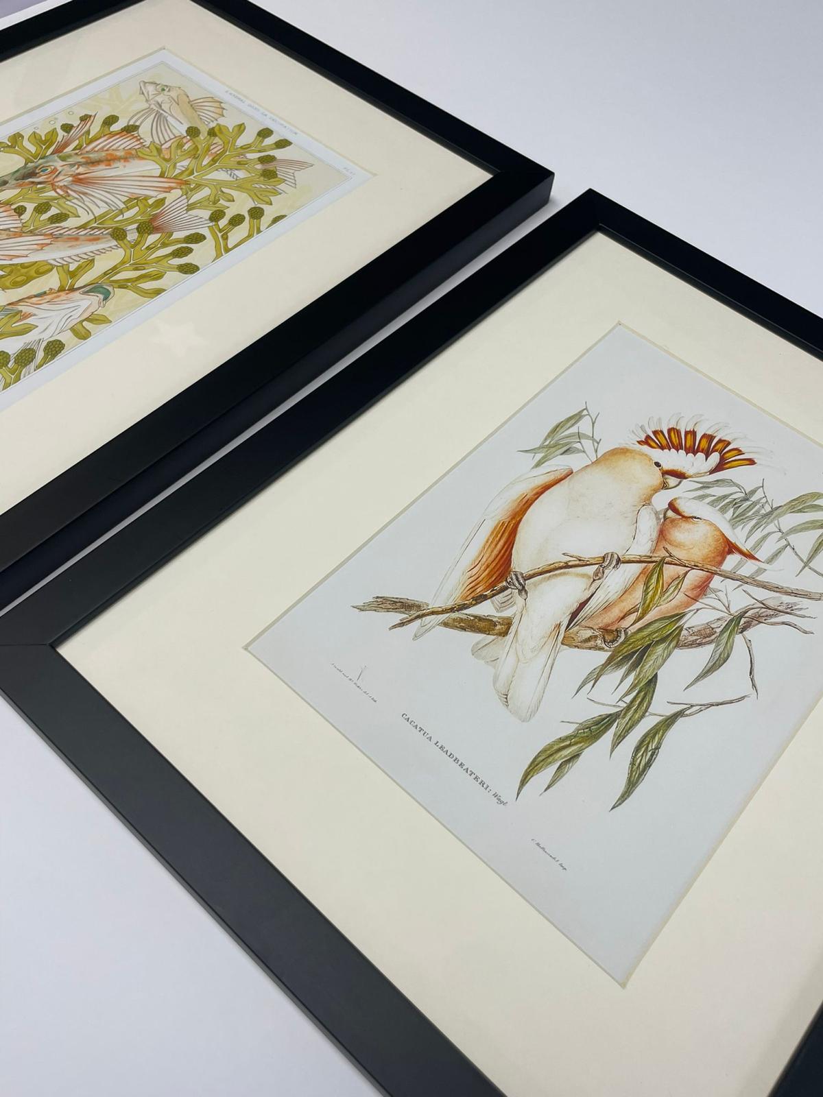 Framing showing framed Sheffield artists art