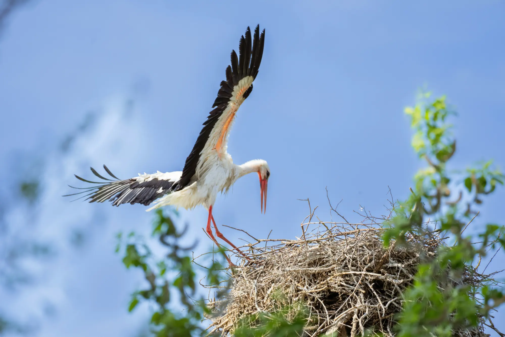 Fotografie zachycuje okamžik, kdy čáp bílý (Ciconia ciconia) dosedá na umělou hnízdní platformu, kterou firma Doubek a syn nainstalovala na starou lípu po konzultaci s ornitologem Petrem Orlem.
