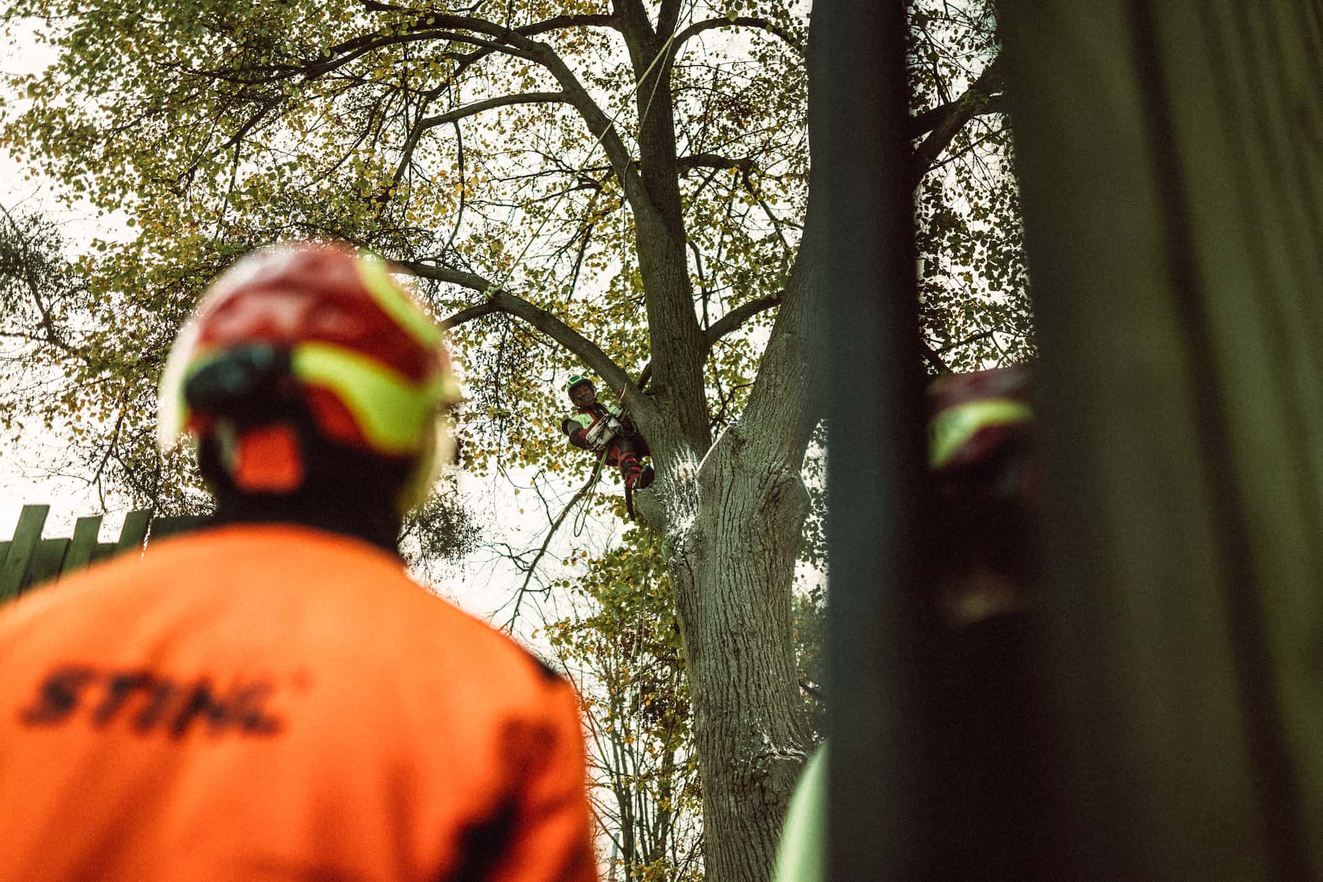 muž s nápisem stihl v přilbě pozoruje pracovníka ořezávajícího strom v koruně stromu