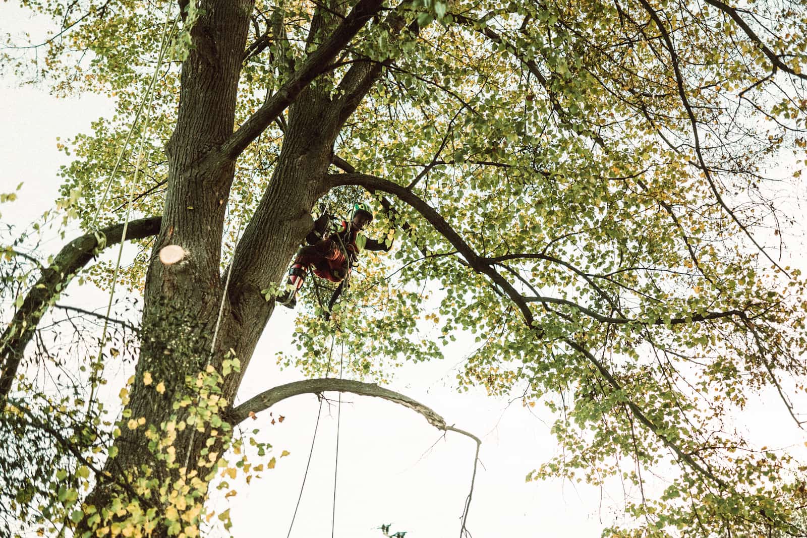 pracující muž arborista v koruně stromu