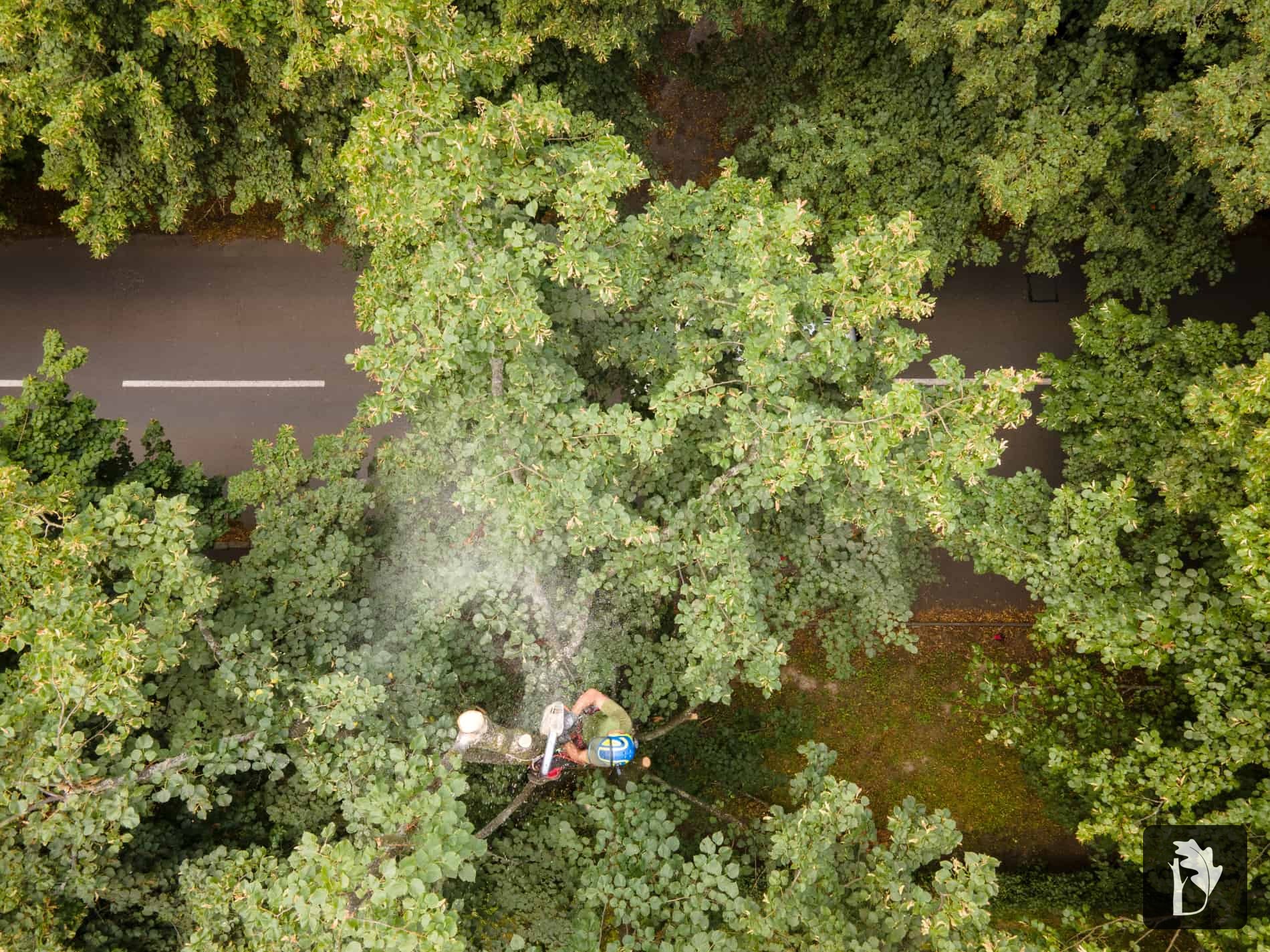 Filip arboreta firmy doubek a vnuci ošetřuje strom ve Studénce po větrné smršti, kalamitě, údržba stromů stromolezecky