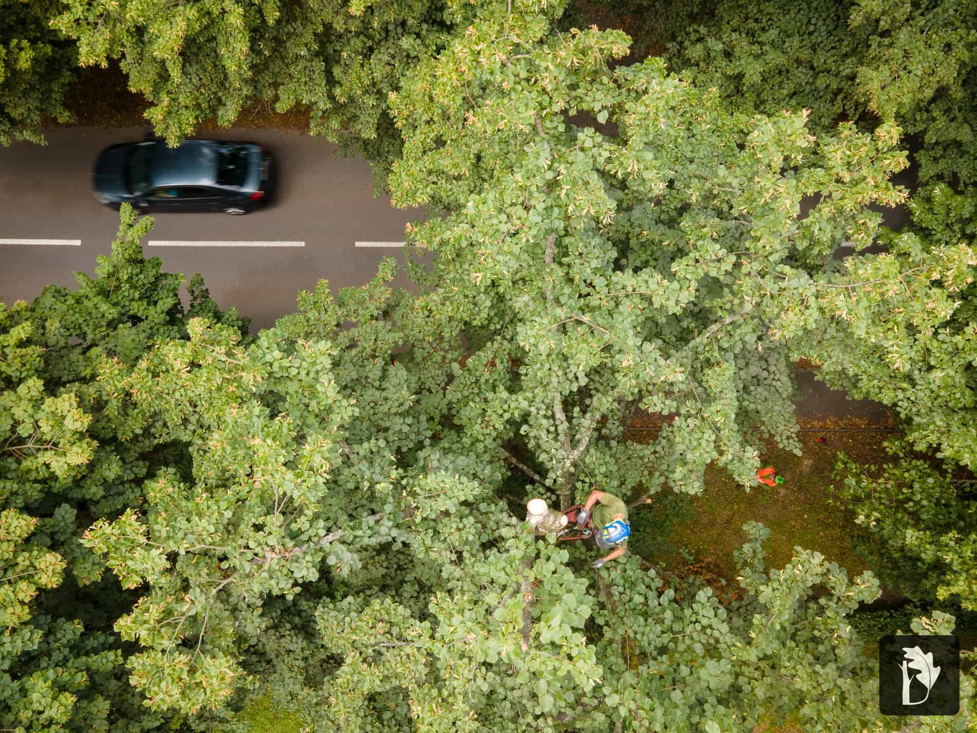 Filip arboreta firmy doubek a vnuci ošetřuje strom ve Studénce po větrné smršti, kalamitě, údržba stromů stromolezecky