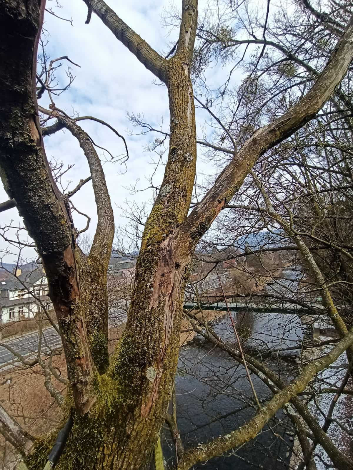výrazuně narušený strom zachycený z koruny stromu