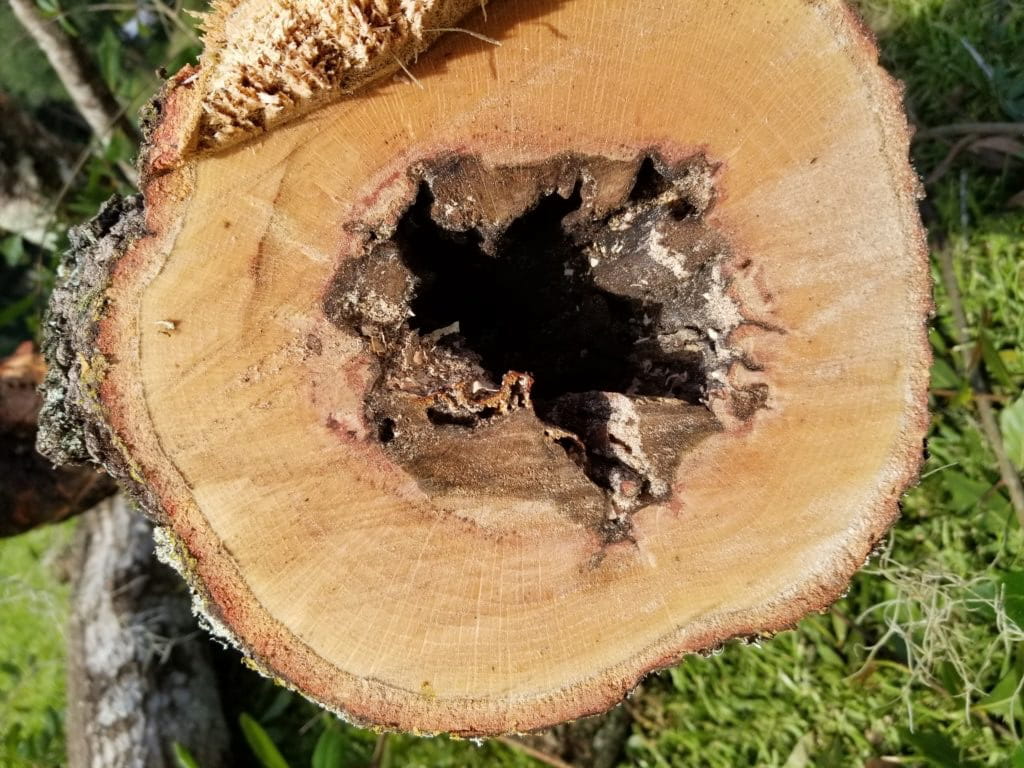 řez narušeným kmenem stromu