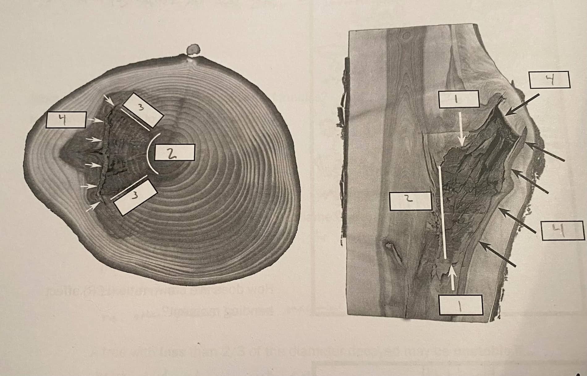 Obrázek zobrazuje průřez kmenem s připojením větveného kornout. vysvětluje princip codit