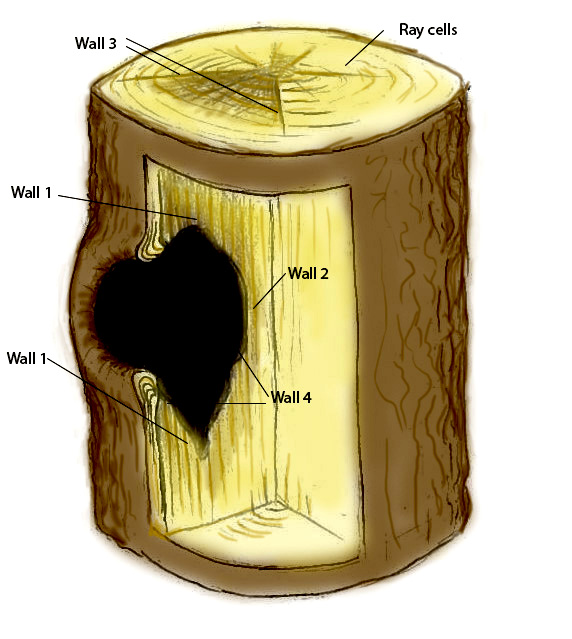 vysvětlen metoda codit na grafice uříznutého kmene stromu