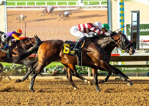 Lovacres Ranch Rally Back California Thoroughbred Stallions & Breeding Farm – Lovacres Ranch