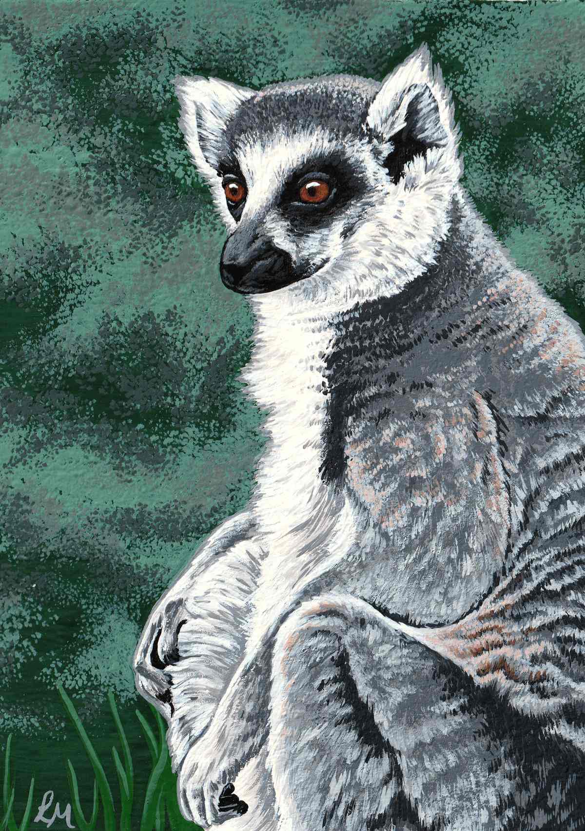 Ring Tailed Lemur