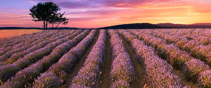 Cremations: The Complete Guide to Planning a Cremation
