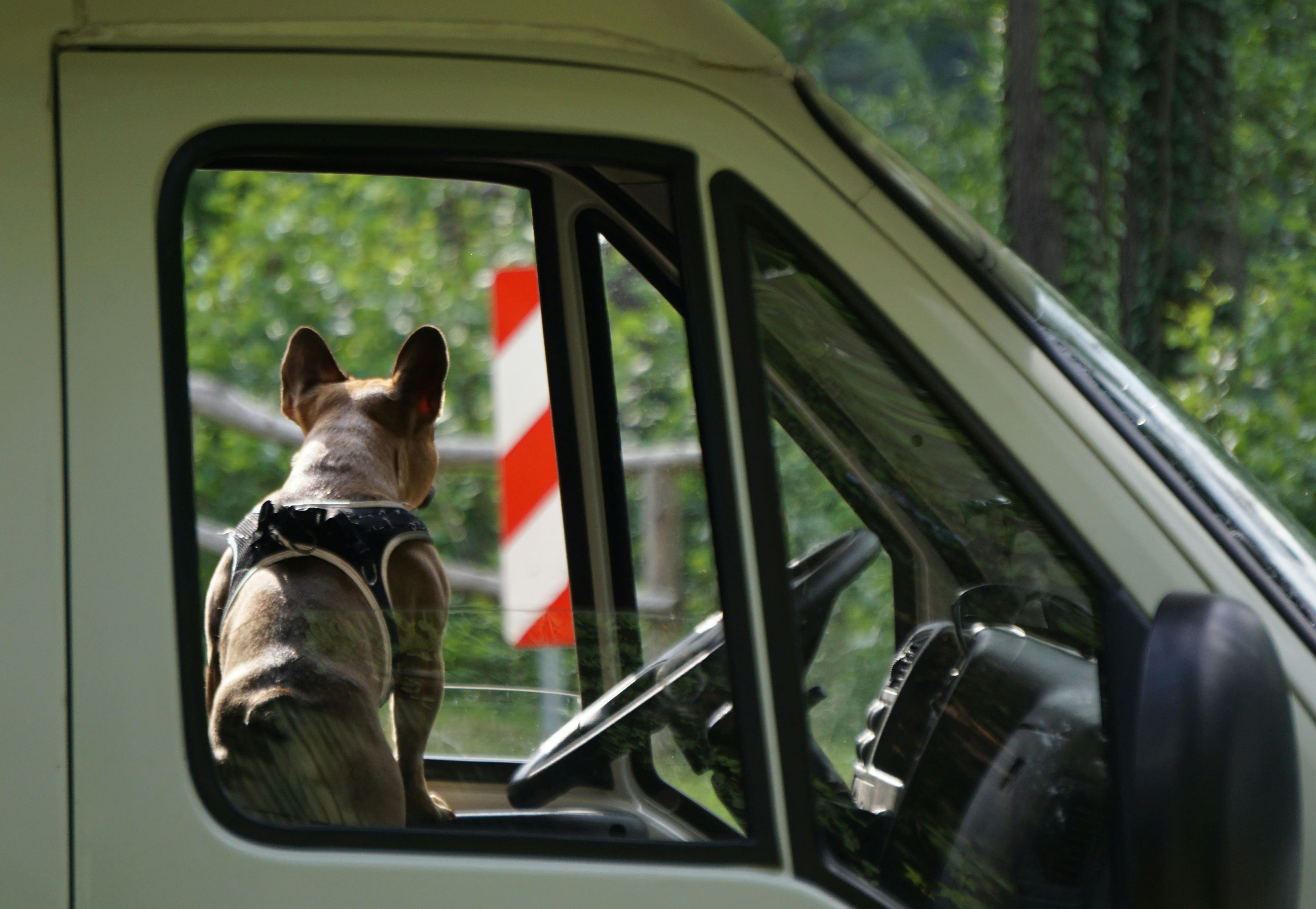 Must Haves for RV Camping with Dogs