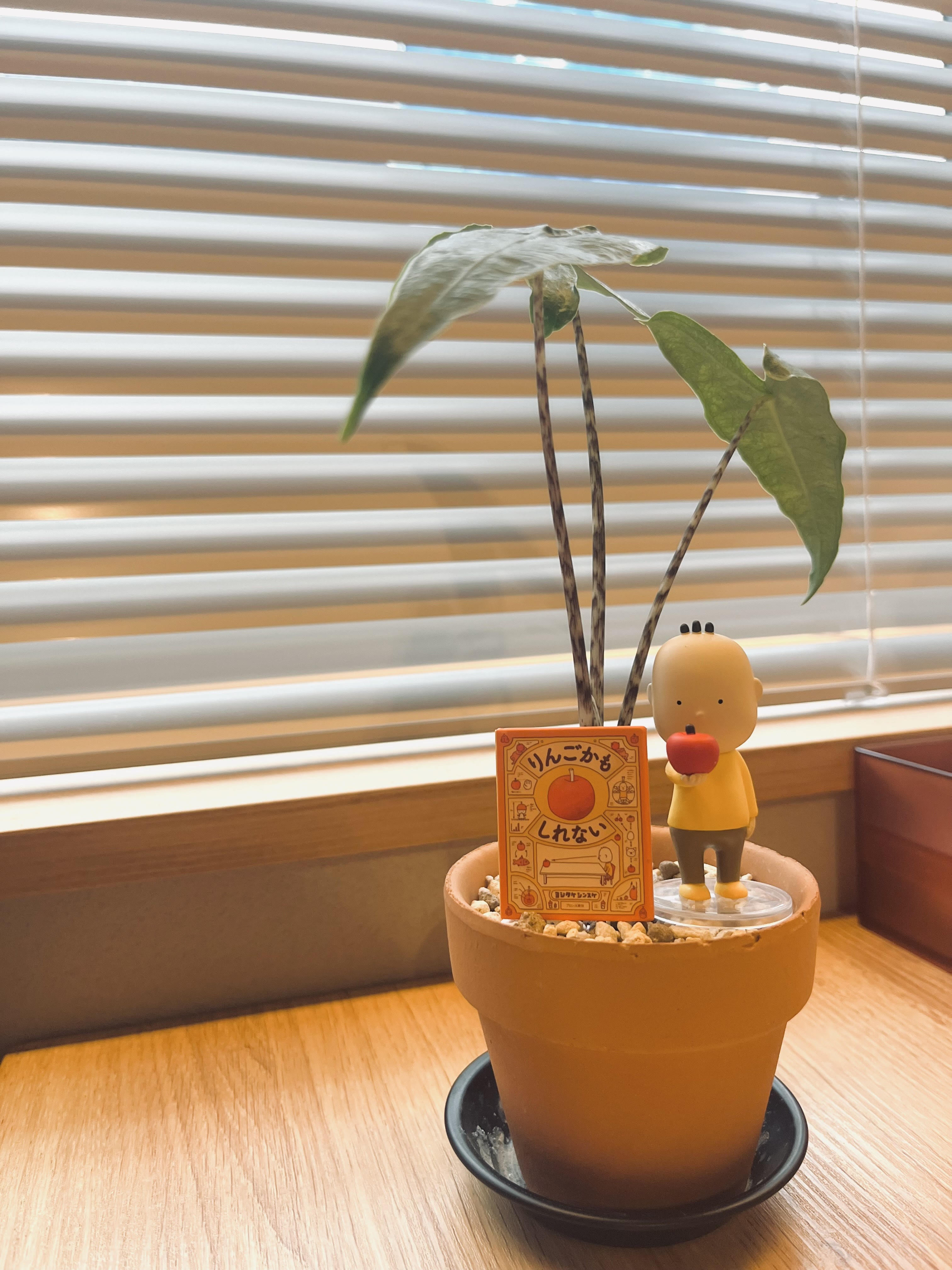 行ってきました！