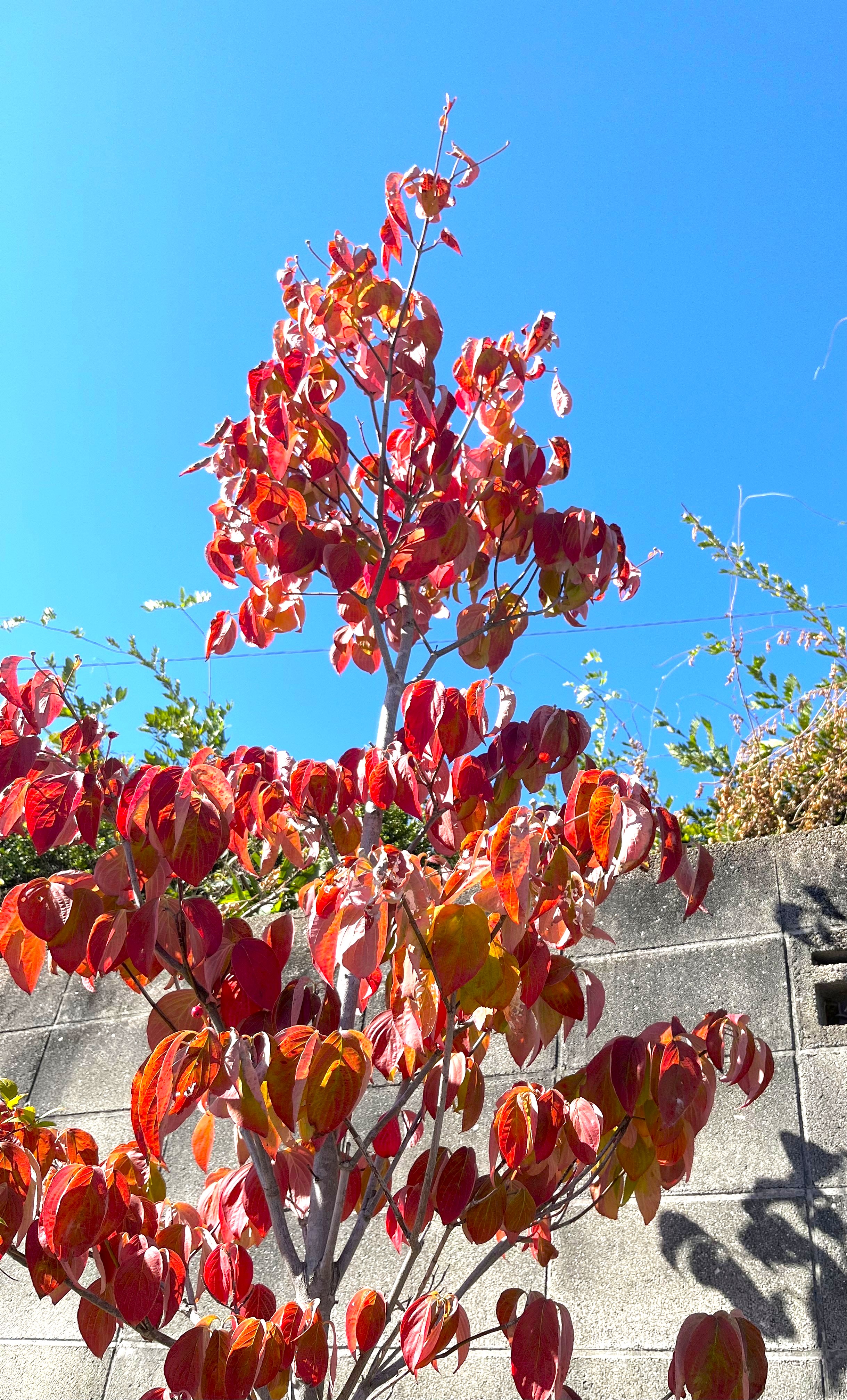 紅葉してきました