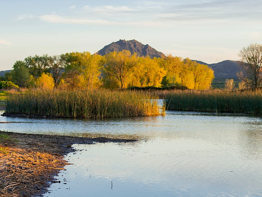 Gray Lodge Wildlife Area at Butte Sink