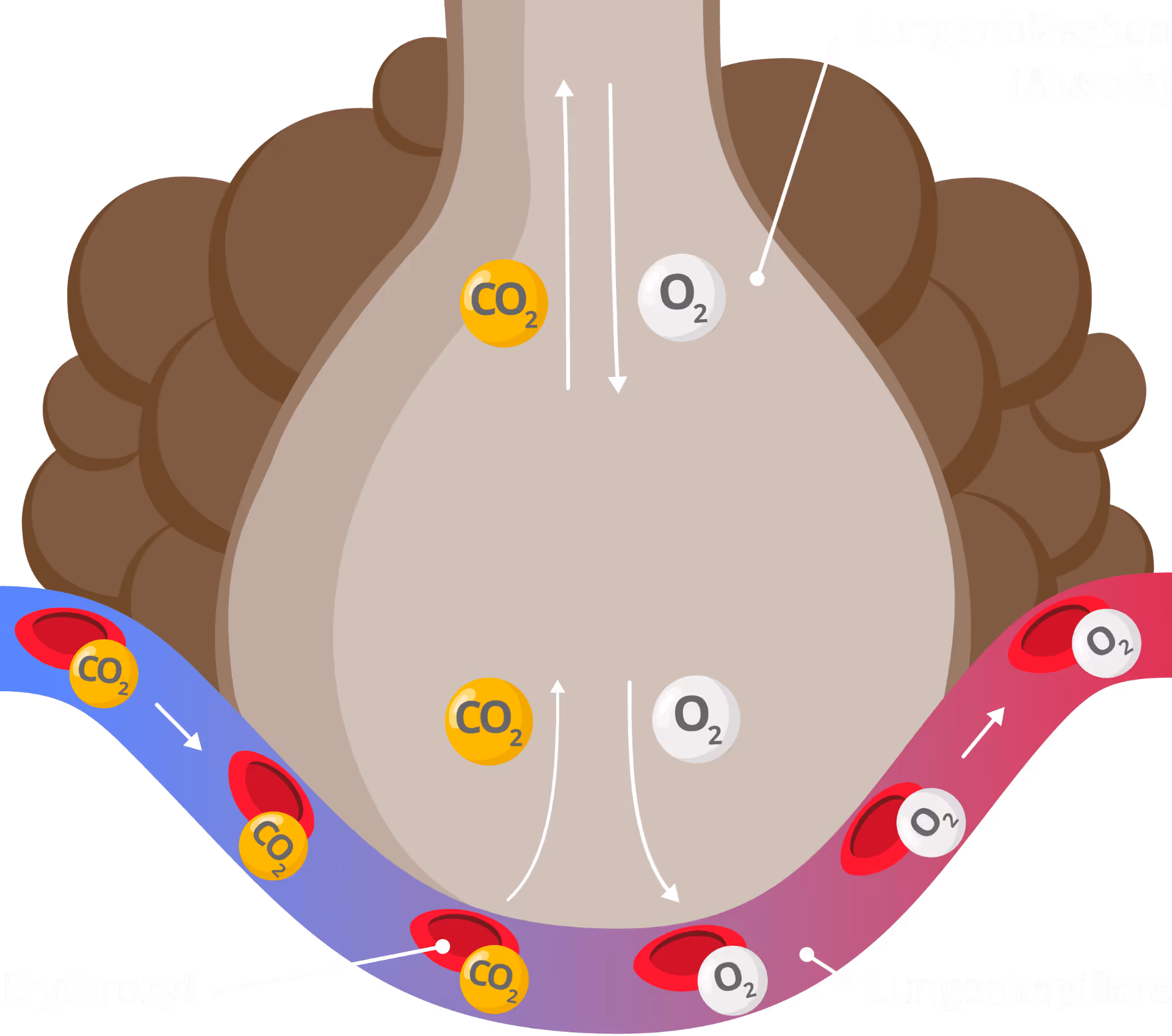 Aufbau der Atmung