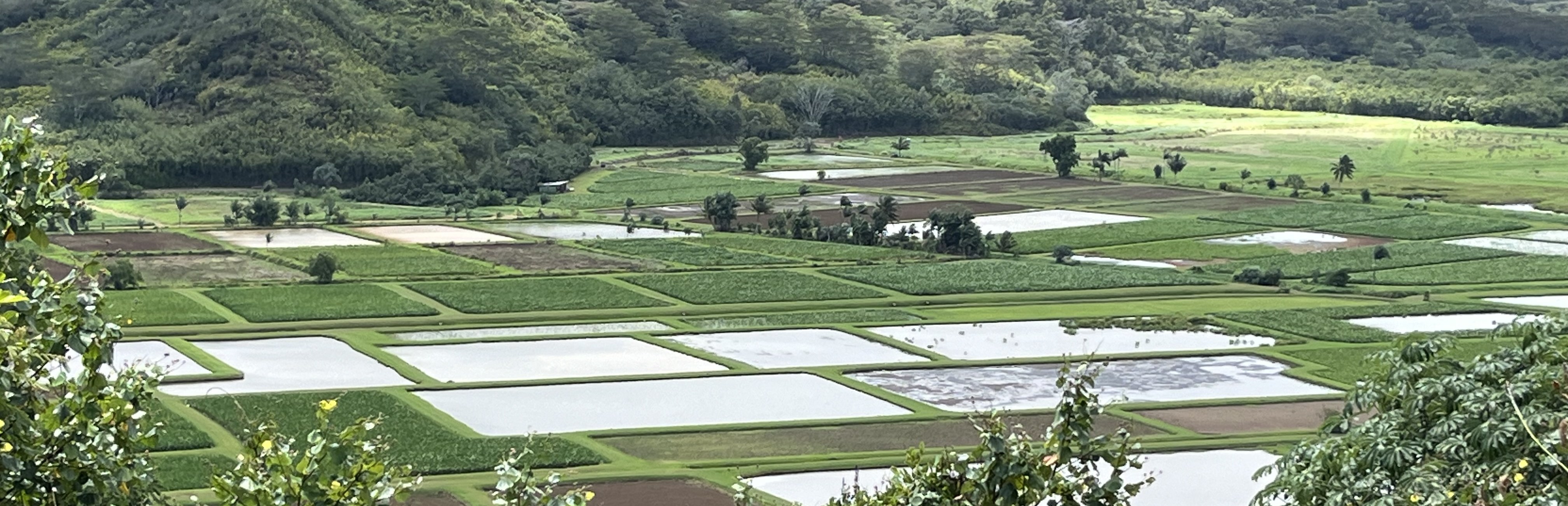 Hanalei Valley taro fields seen from the lookout on Kauai's north shore