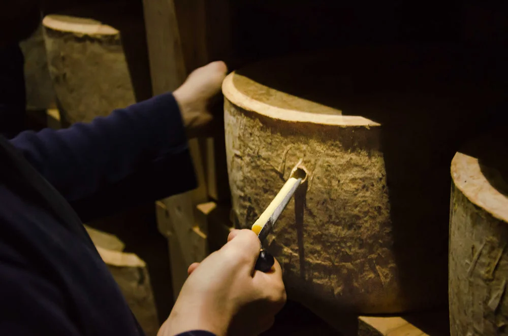 A cheese worker draws a sample from a large wheel of clothbound cheddar in a maturation store.