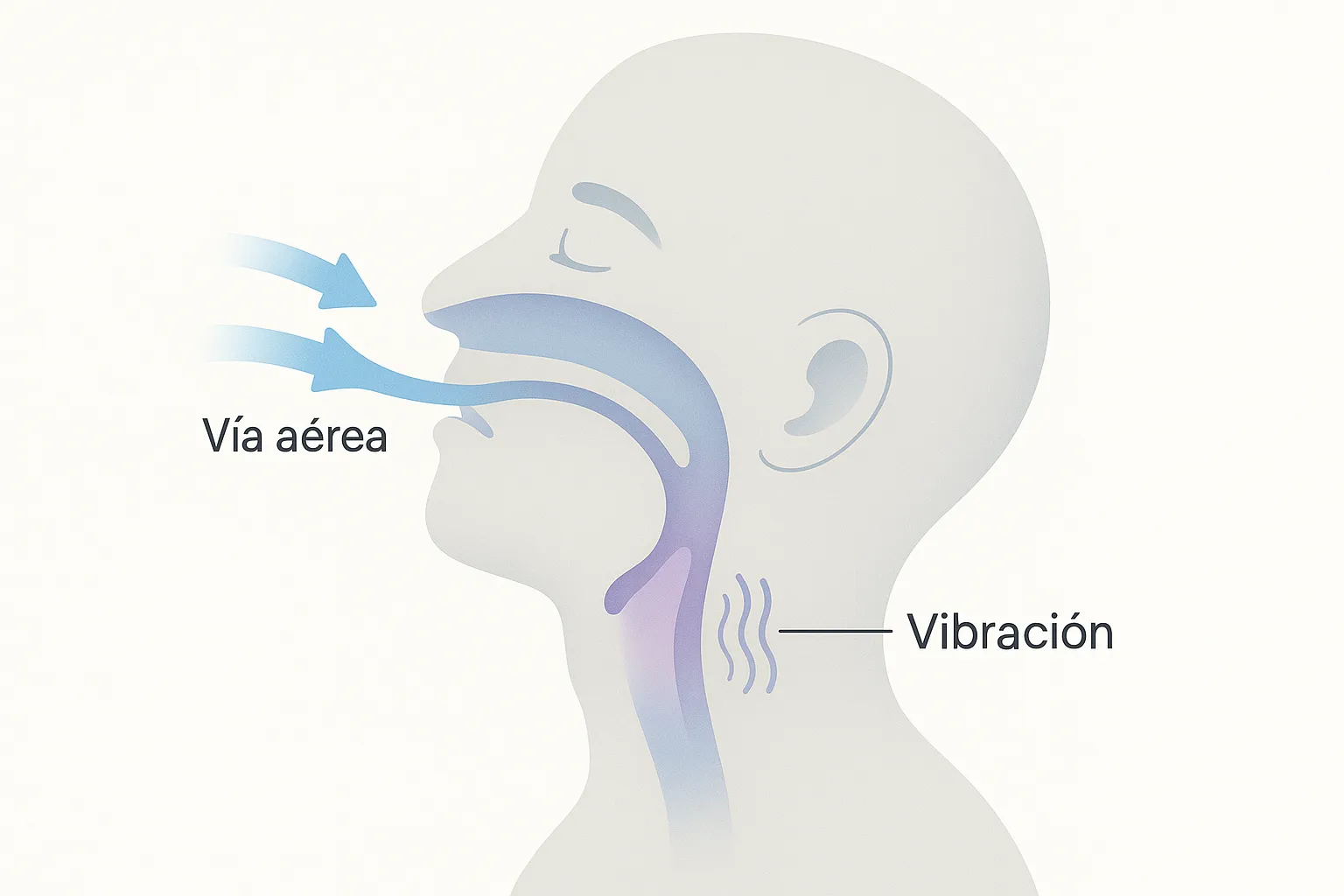 Infografía médica mostrando un perfil humano: el aire fluye por la nariz y se estrecha en la garganta, donde los tejidos relajados vibran y producen ronquido.