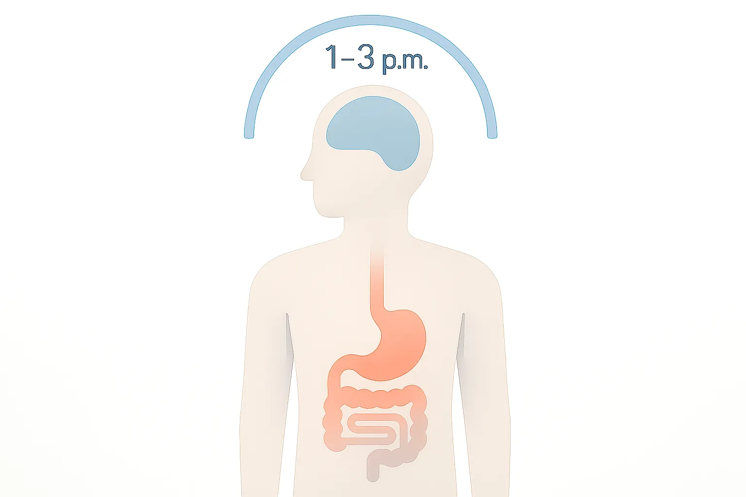 Infografía médica con silueta humana neutra; dentro del torso se resaltan estómago e intestinos, y en la cabeza un cerebro somnoliento; arriba, reloj entre 1–3 p.m. indicando bajón circadiano.
