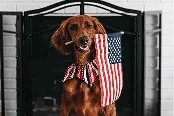 Everyone knows how special pets are – they’re essentially family