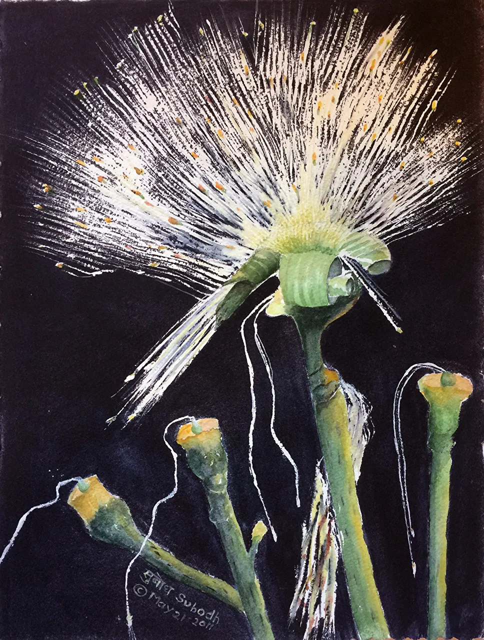 Dandelion Product Image